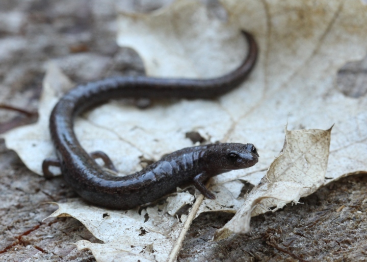 Slender Salamander